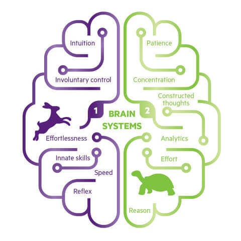 Brain systems graphic displaying the differences between the left and the right side