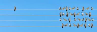 Birds on a wire